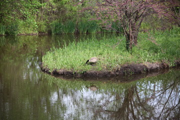 goose on island