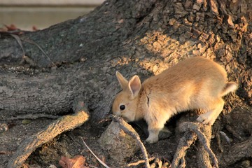 大久野島のうさぎ