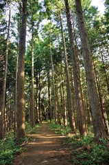 Fototapeta premium 生藤山の植林帯