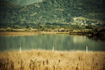 landscape with lake and forest