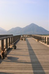 大久野島のうさぎ