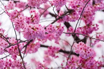 Sakura, Cherry Blossom flower in spring season