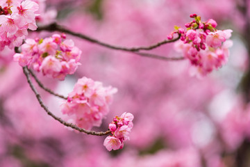 Sakura, Cherry Blossom flower in spring season