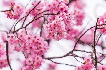 Sakura, Cherry Blossom flower in spring season