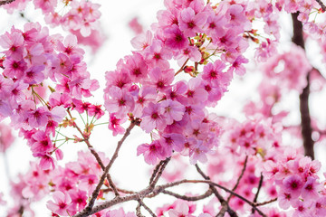 Sakura, Cherry Blossom flower in spring season