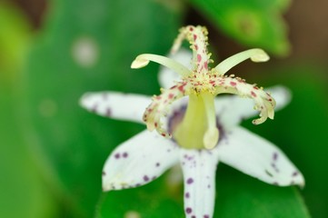 ヤマホトトギス