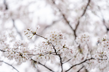 beautiful Sakura, Cherry Blossom flower