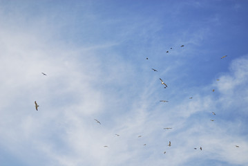 birds in the sky