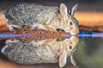 Wild rabbit drinking at pond with reflection