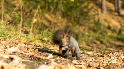 Jumping red squirrel in the autumn forest, Tomsk.