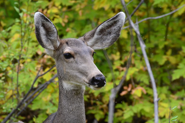 Wild doe in the forest