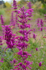 Purple wildflowers in the spring