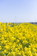河原に咲く菜の花