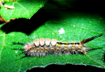 Photo of a caterpillar. The species is Orgyia detrita, this insect posses urticating hairs. It was photographed in Florida, USA. It is commonly known as Fir Tussock Moth. 