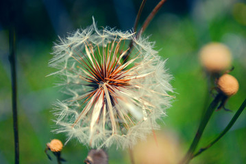 dandelion on green background of blue sky