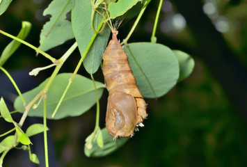 Pupa of butterfly 2