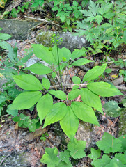 Medicinal plant ginseng (Panax ginseng)
