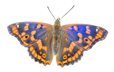 Butterfly (Apatura substituta) 4