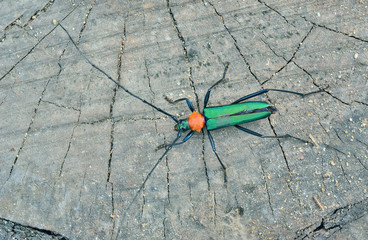 Beetle (Chloridolum sieversi)