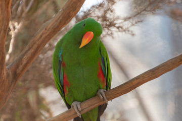 Eclectus Parrot