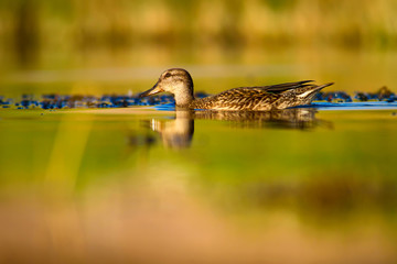 Swimming mallard. Cute female duck. Yellow, green nature background. Duck: Mallard. Anas platyrhynchos