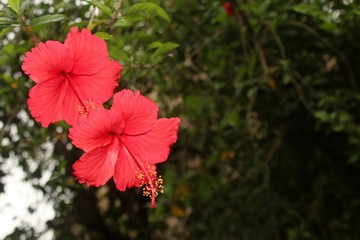 Red hibiscus flower on a green blurred background