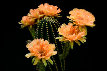 Echinopsis hybrid Orange Paramount.