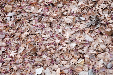 Dried Maple Leaves on Ground.