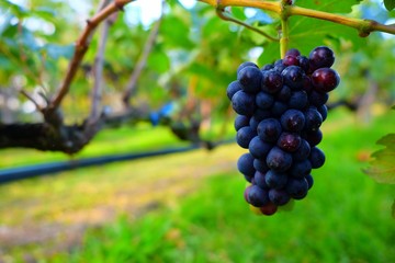 Bunch of grapes in Vineyard.
