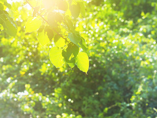  green leaves with sunlight in the morning background