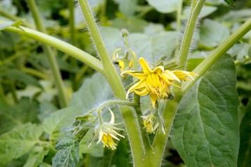 Tamato flower