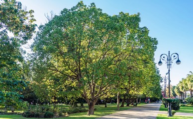Huge tree alone in center of Sochi on sunny day. Russia.