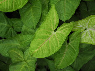 Close up arrowhead vine plant.