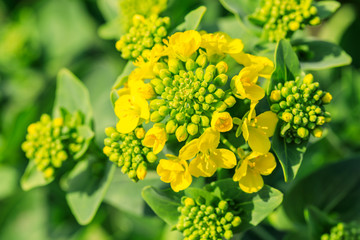 Obraz premium Close up of rape flower in the filed