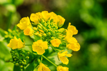 Close up of rape flower in the filed