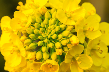 Close up of rape flower in the filed