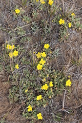 yellow flowers in garden
