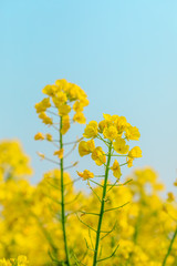 Close up of rape flower in the filed