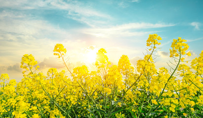 Obraz premium Flowering rape flowers on a spring field