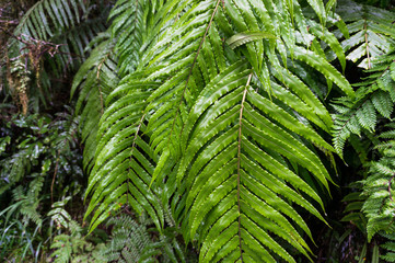 CLose up of green fern fronds, leaves nature background