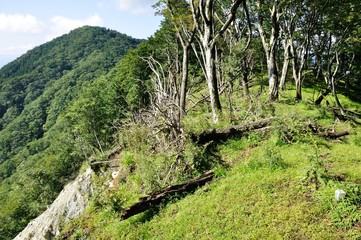 Fototapeta na wymiar 緑の檜岳