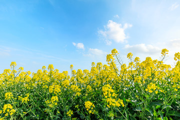 Fototapeta premium beautiful yellow rape flowers on a background of blue sky