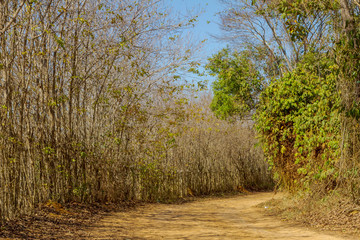 Estrada rural brasileira