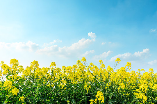 beautiful yellow rape flowers on a background of blue sky