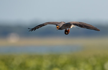 Snail Kite 