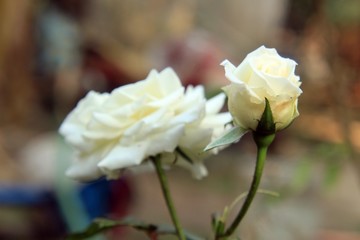 White rose