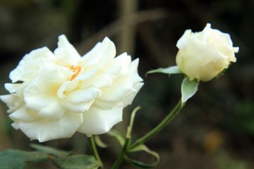 white rose  in garden close up