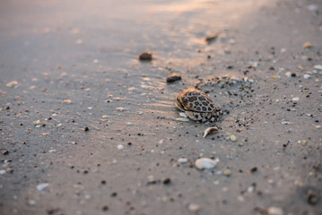 Box Crab