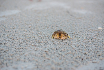 Box Crab