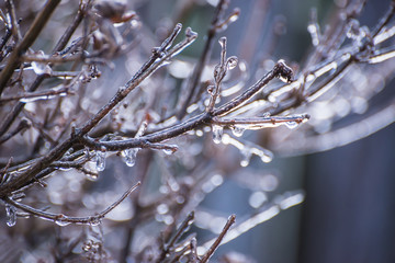branches covered in ice